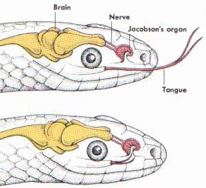 Sensory Perception in snakes and lizards Flicking their forked tongue collects chemical molecules that are brought into