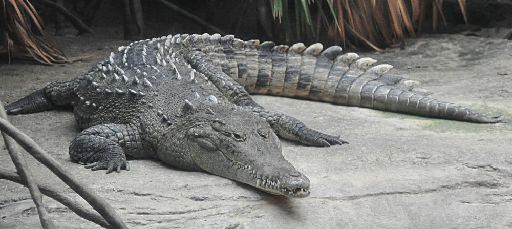 What is the difference between alligators and crocodiles?