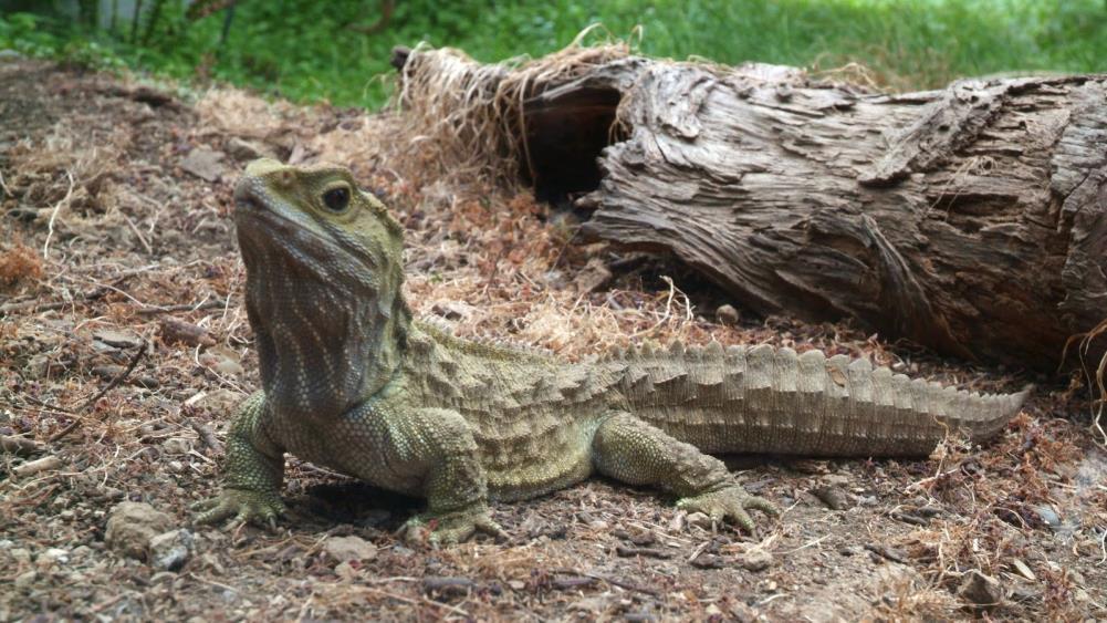Sphenodontia Tuataras The tuatara is a living fossil, having many primitive features similar to fossils over 200 million years old!