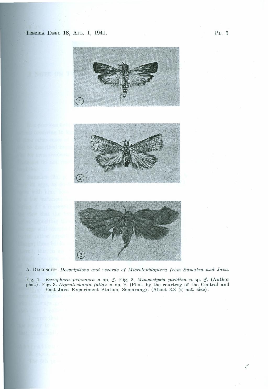 TREUBIA DEEr. 18, AFL. 1, 1941. PI,. G A. DIAKONOFF: Descriptions and 'l"eco'i"ds of Microlepidopter«from Sumatra and Java. Fig. 1. Euzophera. p? iona.cm n. sp. rj. Fig. 2. Mimeoctusia.