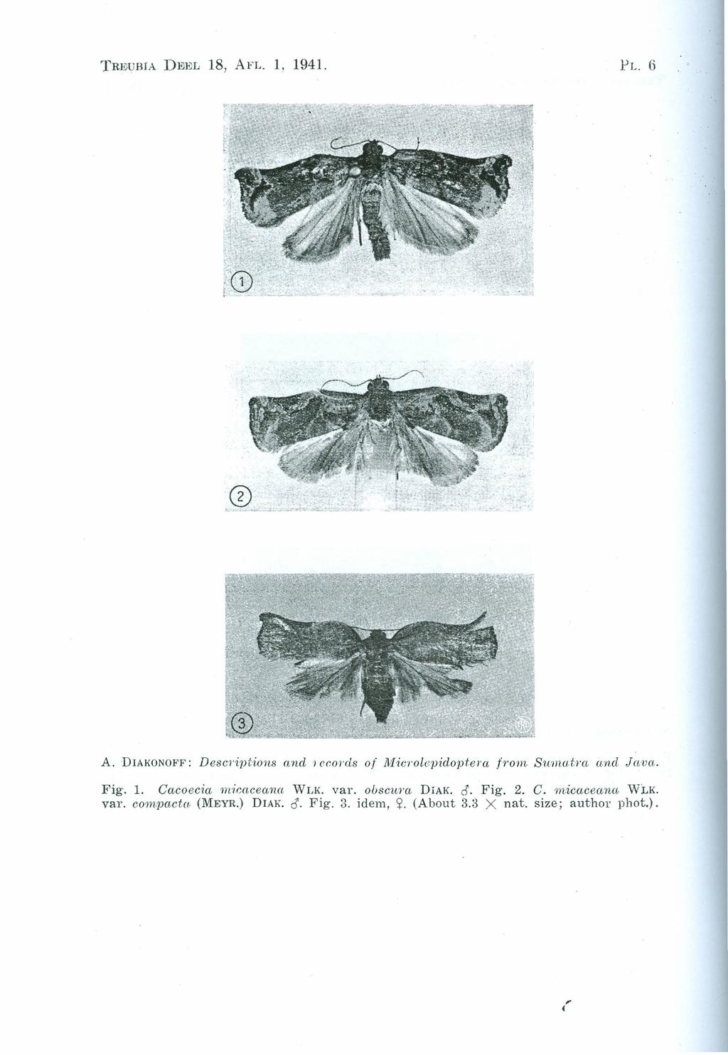 TRJDUBfA Dl<Jl% 18, AFL. 1, 1941. PL.6 A. DIAKONOFF: Descr-iptions and I ccords of Microlepidoptero. [rom. Suniatra and Ju-oo.. Fig. 1. Cacoecia micr.