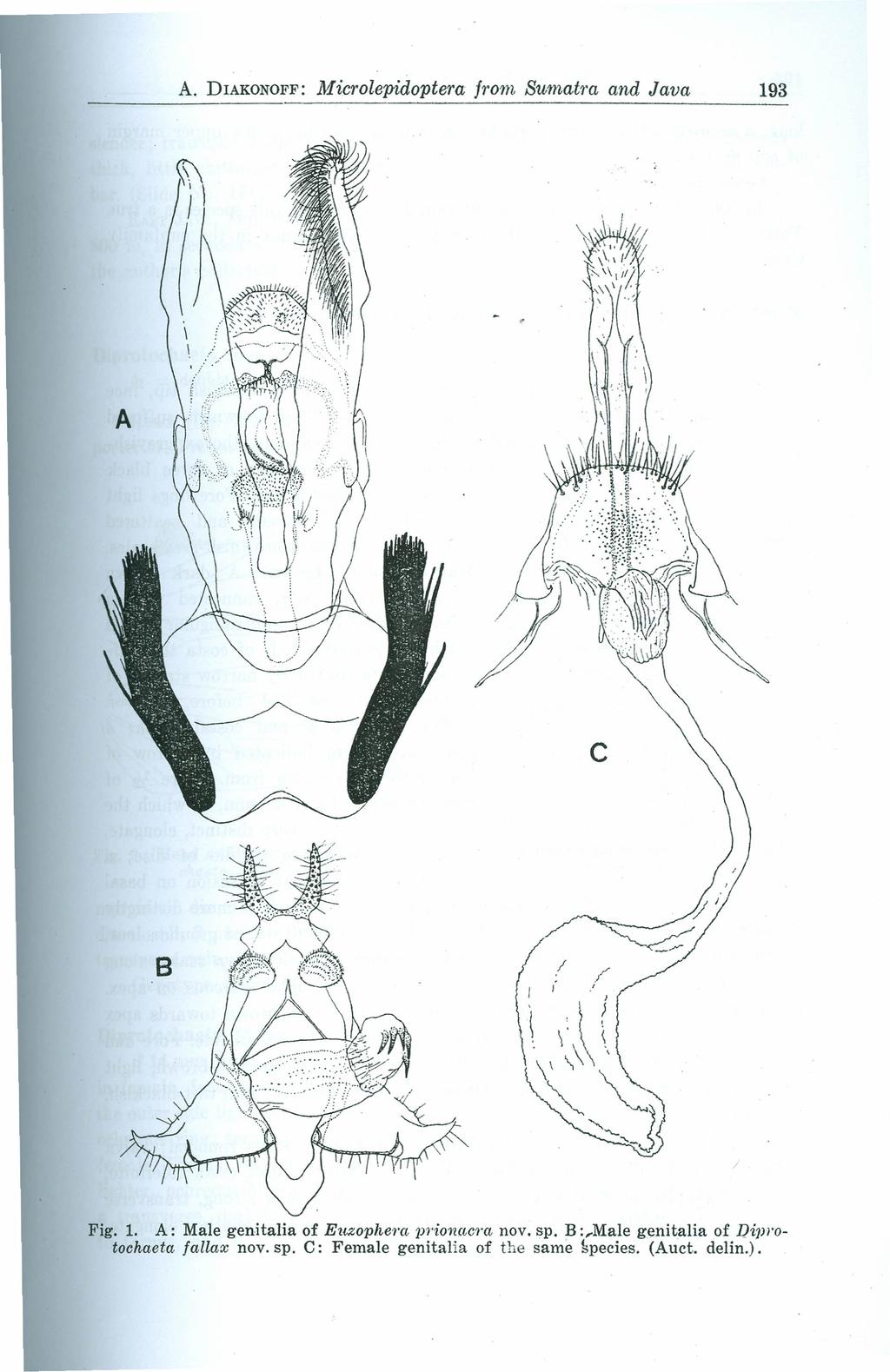 A. DIAKONOFF; Microlepidoptera from Sumalra and Java 193 / /' ;!\ ' \J,, \ ' ( \' \\ " ~ Fig. 1. A: Male genitalia of Eueophero. lj?