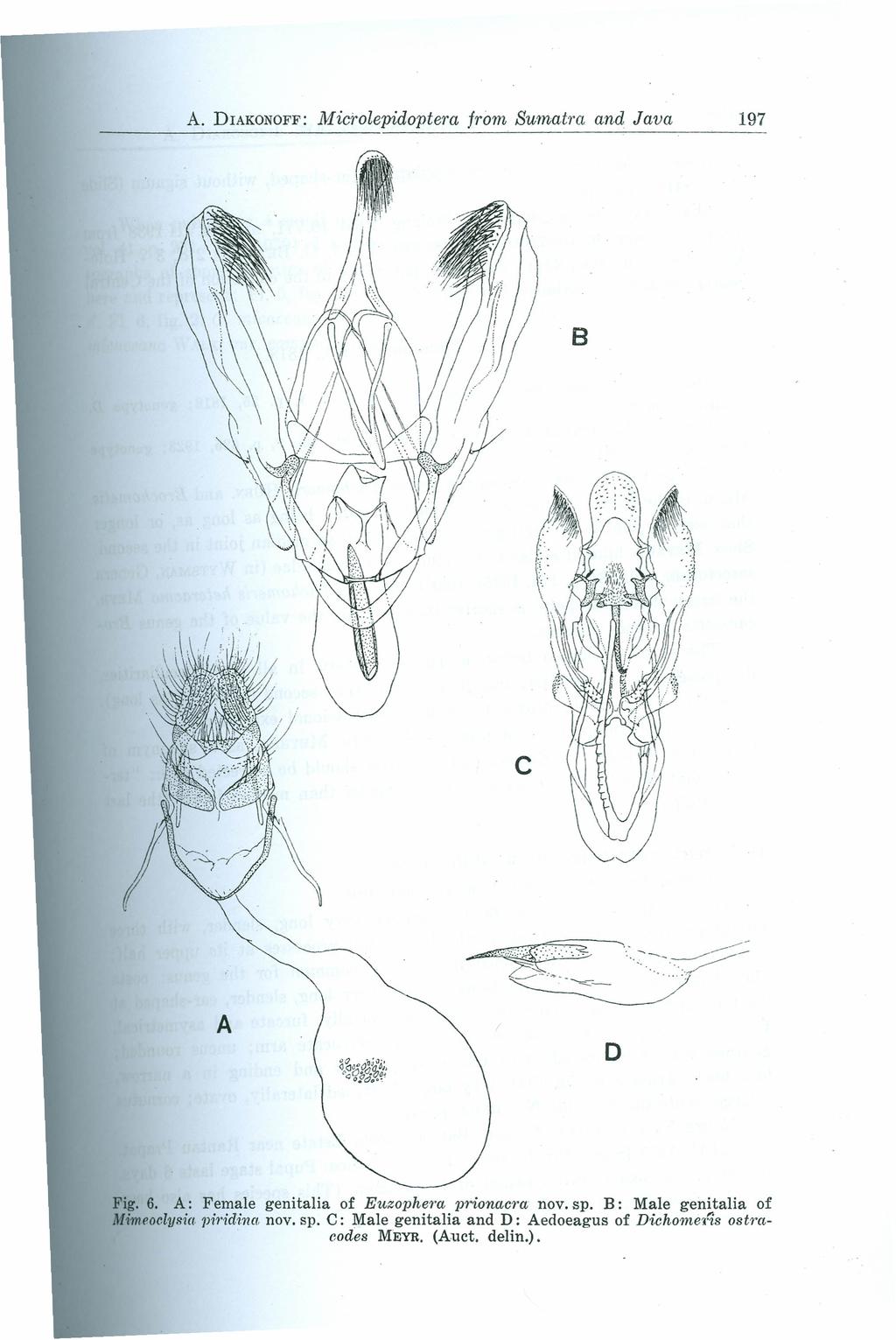 A. DIAKONOFF: Microlepidopiera from Sumaira and Java 197 8 c A o Fig. 6. A: Female genitalia of Euzophera lj?-ionacra novosp.