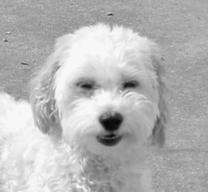 Sandy is a Miniature Poodle/Bichon mix who is about 7 years old. She was surrendered by a senior citizen who could no longer keep her.