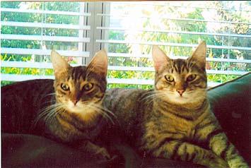 d Happy Endings This kitty cat story I must tell, about two travelers named Tiggs and LuLa Belle. Exclaimed Pam and Ken looking in the window, "They're the ones; oh yes we know.