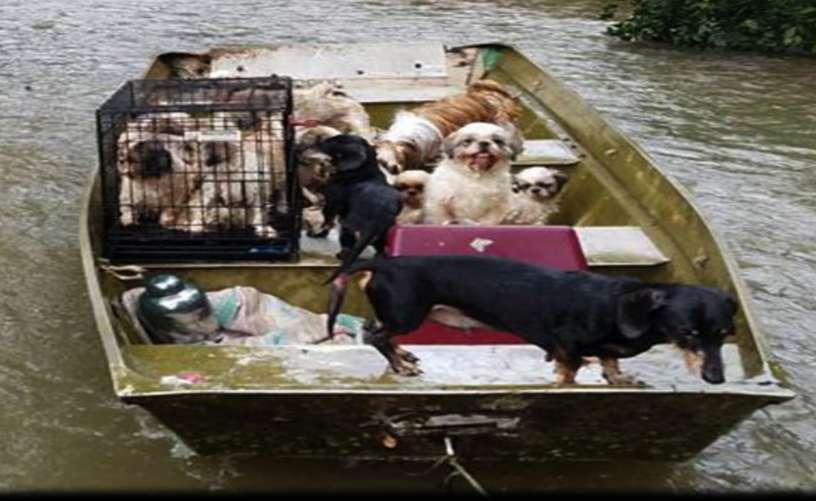 Page 5 z HURRICANE HARVEY SURVIVOR DOGS Oct 16, 2017 was a big day for 11 dogs as they came to Canada and were ready to start a new chapter in life.