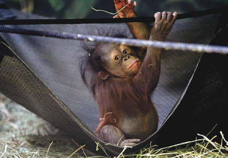 2 TEACHING TIP The little orangutan is named Tuah (TOO-wah). Zookeepers took turns caring for him.