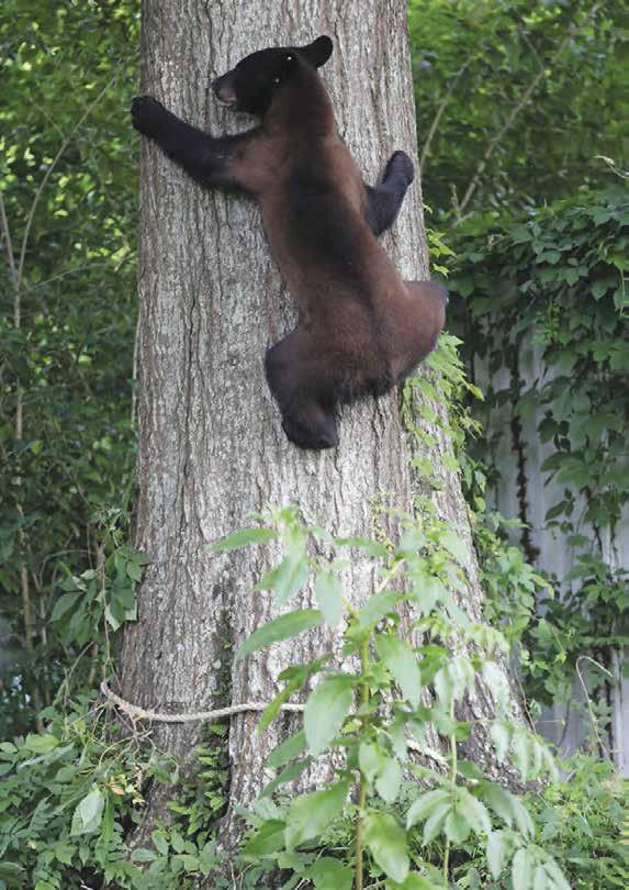 Young bear had to leave his mama. Where would he go? He climbed a tree in someone s yard. Is that a good place for a little bear? There is a bear in the tree!