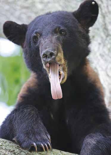 Isaiah 11:7 AP Photos TEACHING TIP This young bear wandered into a yard in Marksville, Louisiana. He was scared. So he climbed a tree and made a nest.