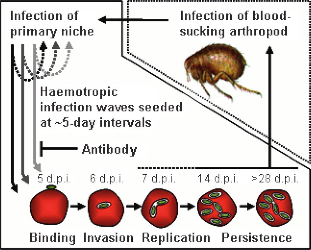Bartonella and host adaptation Vet. Res. (2009) 40:29 Figure 1. Model of the common infection cycle of Bartonella spp. in their revervoir host(s).