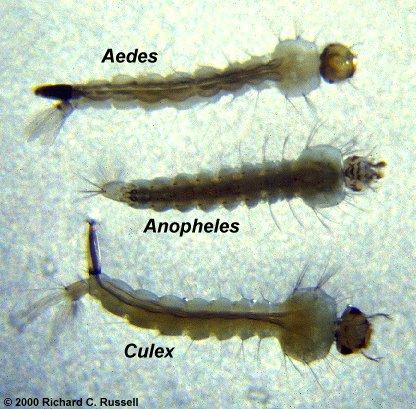 Larvae Eggs develop into larvae that have no legs, but a large head.