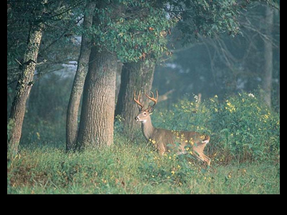 Deer don t carry the bacterium much, but they often host many ticks of all ages, including gravid adult females. And deer can travel large distances carrying their ticks along for the ride.