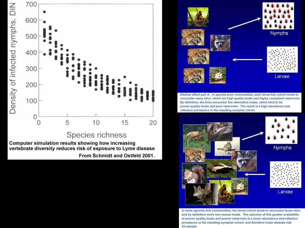 Fragmentation has many effects on the ecological structure of forest communities. Fo example, as forest patch size decreases, diversity of mammal species potential hosts for ticks decreases.