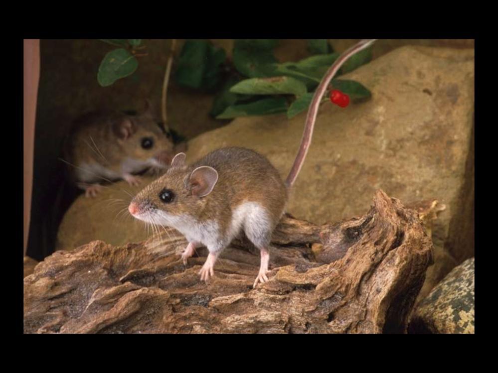 White-footed mice or deer mice (genus Peromyscus) are the most common and ubiquitous mammal in eastern woodlands and forests.