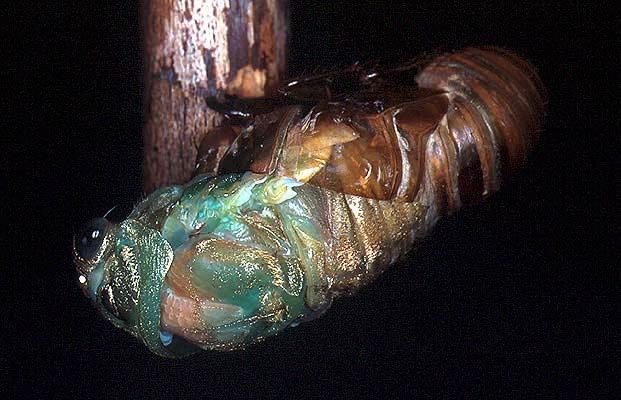 Dog-Day Cicada Cicadidae -