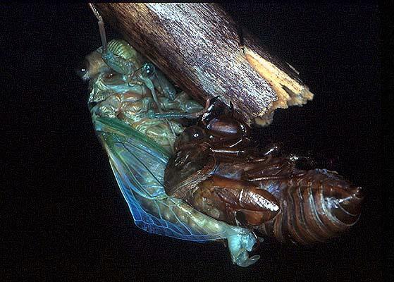Dog-Day Cicada Emerging