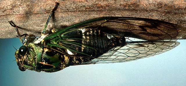Dog-Day Cicada Adult
