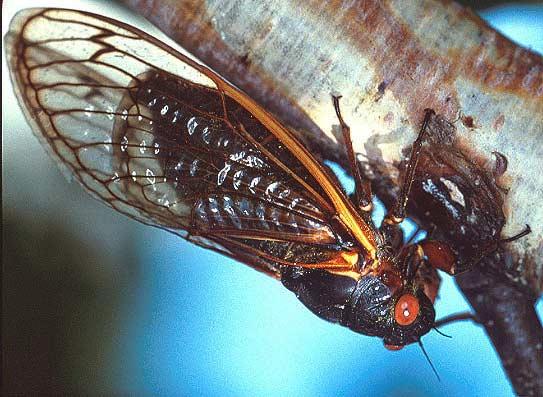 Periodical Cicada Adult