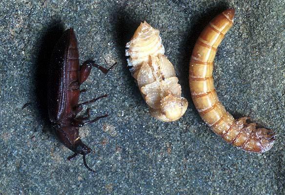 Mealworm Tenebrionidae -