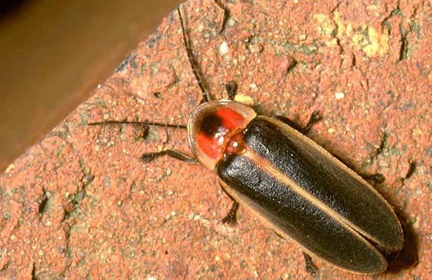 Firefly or Lightningbug Lampyridae -