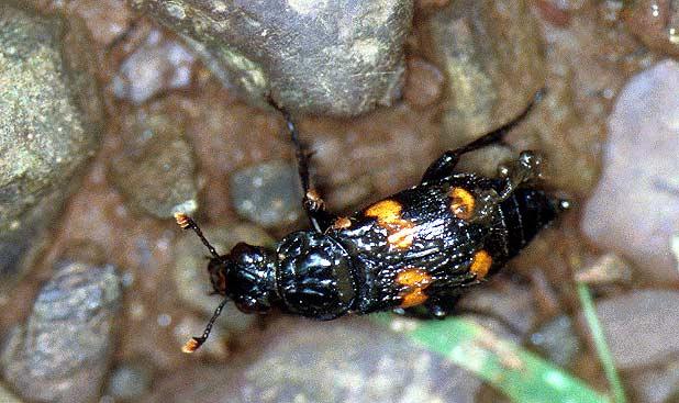 Sexton Beetle Silphidae