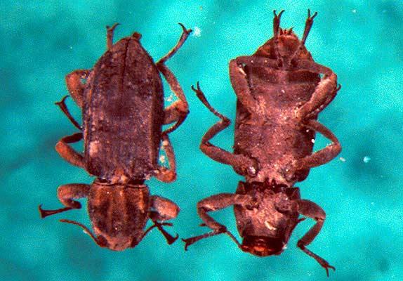 Riffle Beetle Anterior Elmidae -