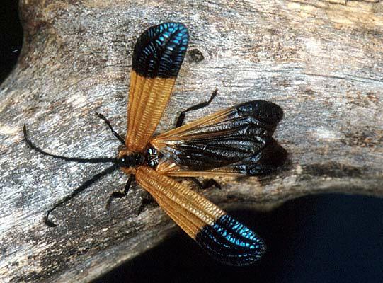 Lycidae - Calopteron terminatum Net-winged