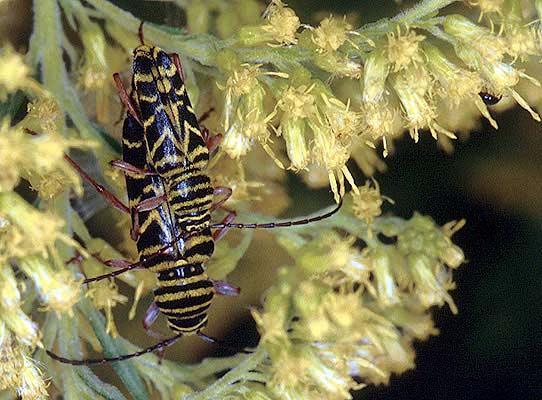 Locust Borer Beetles Mating adults; male