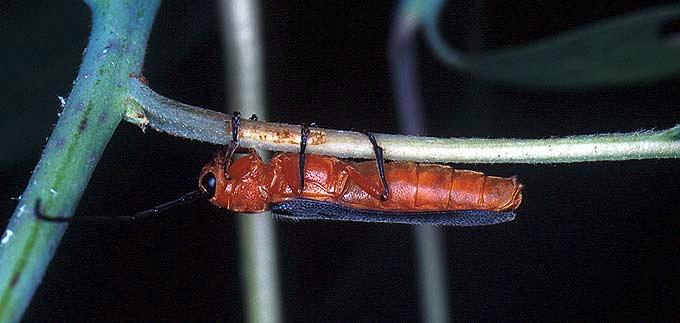 Long-horned Beetle Adult, on Sassafras