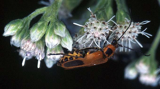 Soldier Beetle Cantharidae -