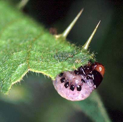 Colorado Potato Beetle (larva)