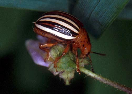 Colorado Potato Beetle (Adult)