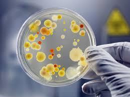 Labratry issues (3/4) The disease-causing bacterium is present and culturable but.