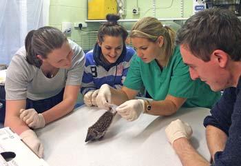 Figure 1. Students being shown how to examine a wild hedgehog at RSPCA Stapeley Grange Wildlife Centre.