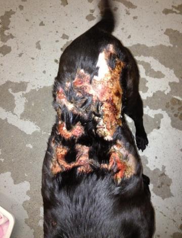 2013 Highlights The burn victims and their stories Left: Nero in the news. Above: Annie s torso before. Annie was one of five adult dogs rescued, all of which exhibited severe burn injuries.
