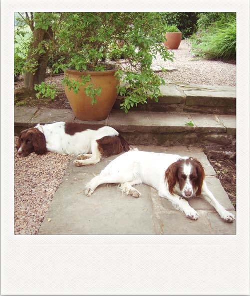 Two Happy Customers Meet Dilly and Sorrell two Springer Spaniels from just outside Abergavenny in Wales, who are very glad their owner took out pet insurance with us.