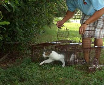 Feral Freedom THERE IS A NEW APPROACH IN JACKSONVILLE TO FERAL CAT POPULATION CONTROL TRAP NEUTER RETURN (TNR) As of August 1,