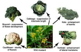 Food crops The food crops we depend on for more of our diet rice, corn, wheat, and vegetables are the result of selective breeding Example, the wild mustard plant has been modified by selective