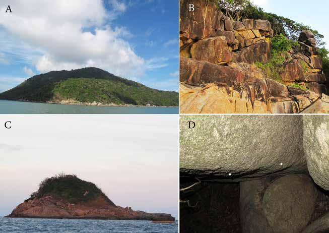 Ngo et al. Fig. 1. Habitat of Cnemaspis psychedelica. A. Hon Khoai Island; B. Microhabitat on Hon Khoai; C. Hon Tuong Island; D. Deposited eggs on Hon Tuong Island. Photos H.N. Ngo.