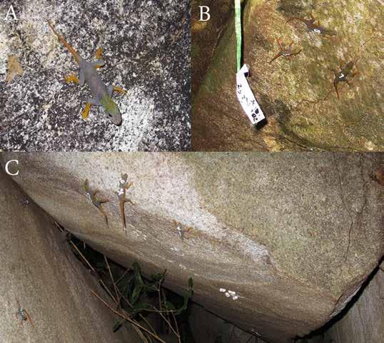 Population assessment of the Psychedelic Rock Gecko in southern Vietnam Fig. 2. A. Cnemaspis psychedelica on Hon Khoai Island; B. Marked C. psychedelica on likewise marked occurrence site; C.