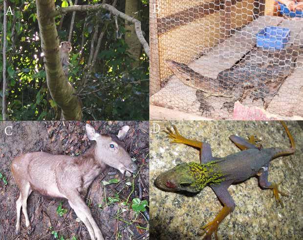 Ngo et al. Fig. 5. A. Introduced macaque on Hon Khoai Island; B. Trapped Water Monitor Lizard for consumption; C. Deer killed by blasting of granite outcrops; D. Naturally occurring but injured C.