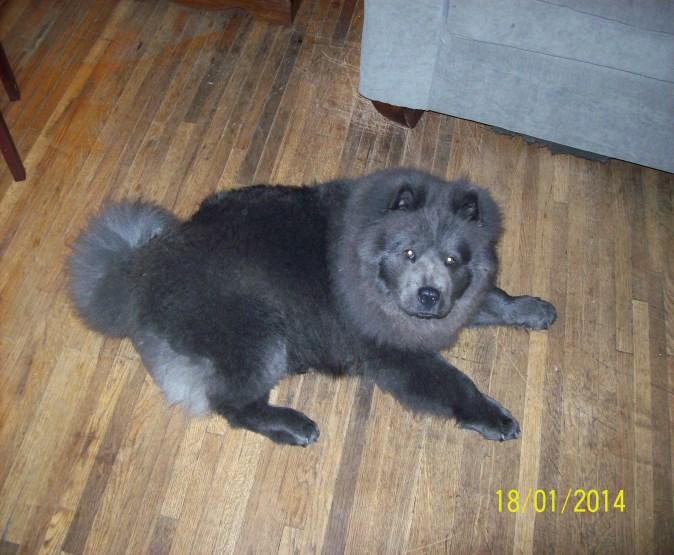 Kai continues to be one of the most beautiful Chows from our kennel.