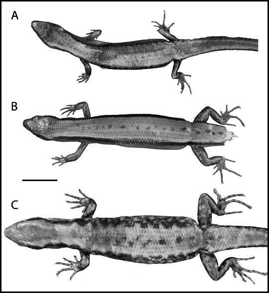 March 2010] HERPETOLOGICA 69 FIG. 1. Dorsal aspect of (A) Sphenomorphus traanorum holotype (PNM 9562), (B) S. victoria (KU 309443), and (C) S. wrighti (KU 311439) at equal scale.