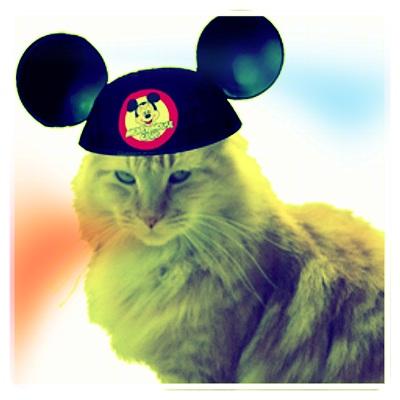 Fun Fact: At night, Disneyland is overrun by cats. The theme park feeds them and takes care of them though, because they keep the rodent population in check.
