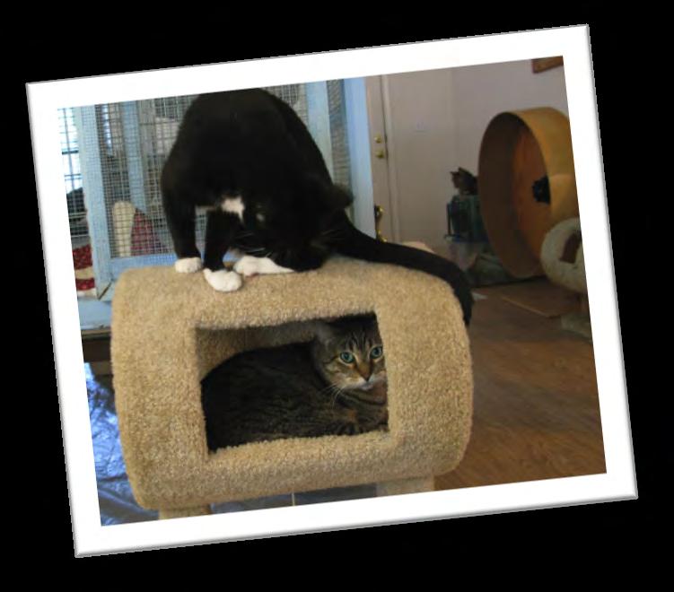 Adoption Update Great news five cats have been adopted since the June issue of the