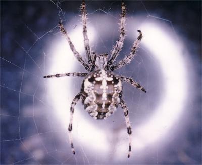 Doug Scull s SCIENCE & NATURE THE ARACHNIDS The Arachnids are a large group of Arthropods, along with the Insects, Centipedes, Millipedes and Crustaceans.
