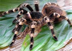 Tarantulas Tarantulas are large hairy spiders that live mostly in warm, tropical areas of the world. Some can grow as big as a dinner plate! There are around 700 kinds, or species, of Tarantulas.