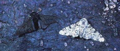 Take the peppered moth (Biston betularia).