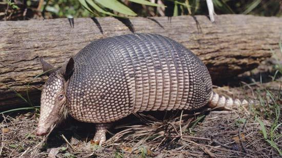 Recent range expansion by the nine-banded armadillo 1972 Northward expansion