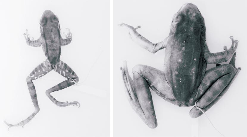 18 AMERICAN MUSEUM NOVITATES NO. 3417 Fig. 5. Syntypes of Rana chloronota: dorsal view of adult male (BMNH 1947.2.28.12) (left); adult female (BMNH 1947.2.28.4) (right). Not to scale.
